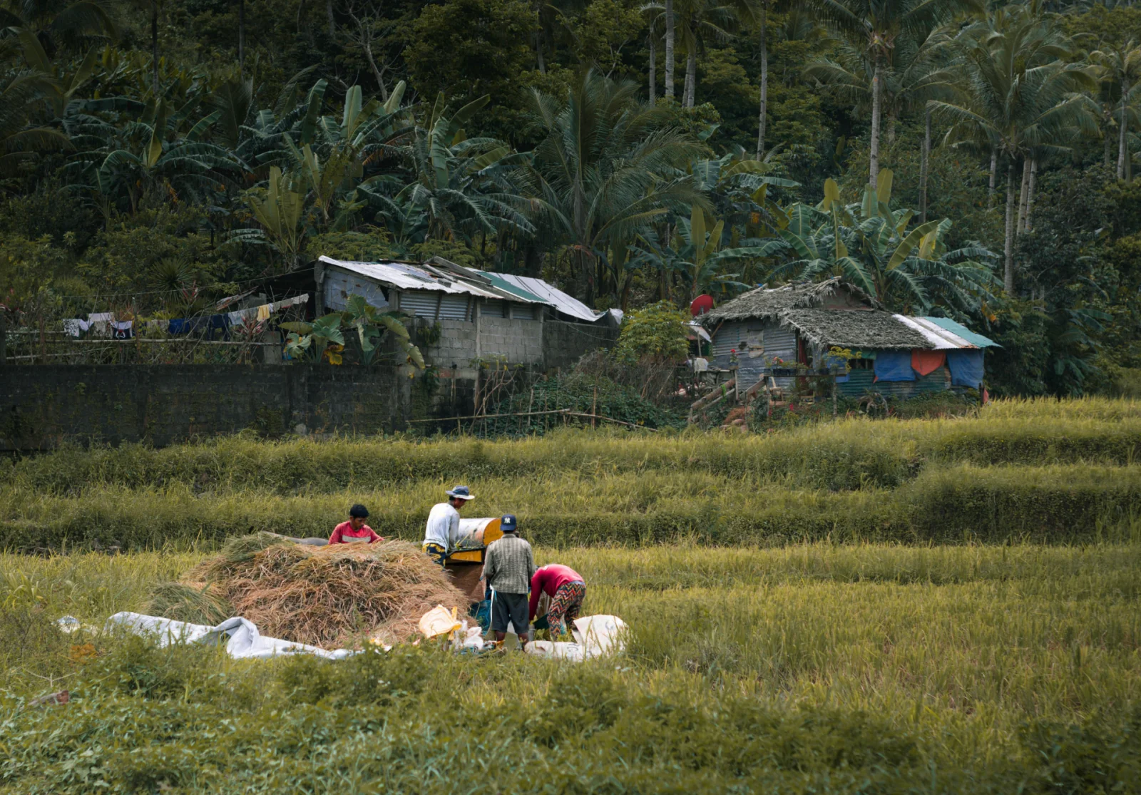 A Philippine farming village surrounded by smallholder fields, the scale at which ube is actually grown