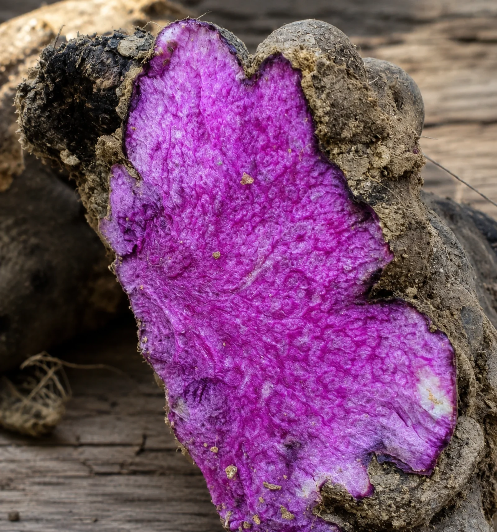 A halved raw ube tuber showing the uneven violet flesh colour produced by its anthocyanin genetics