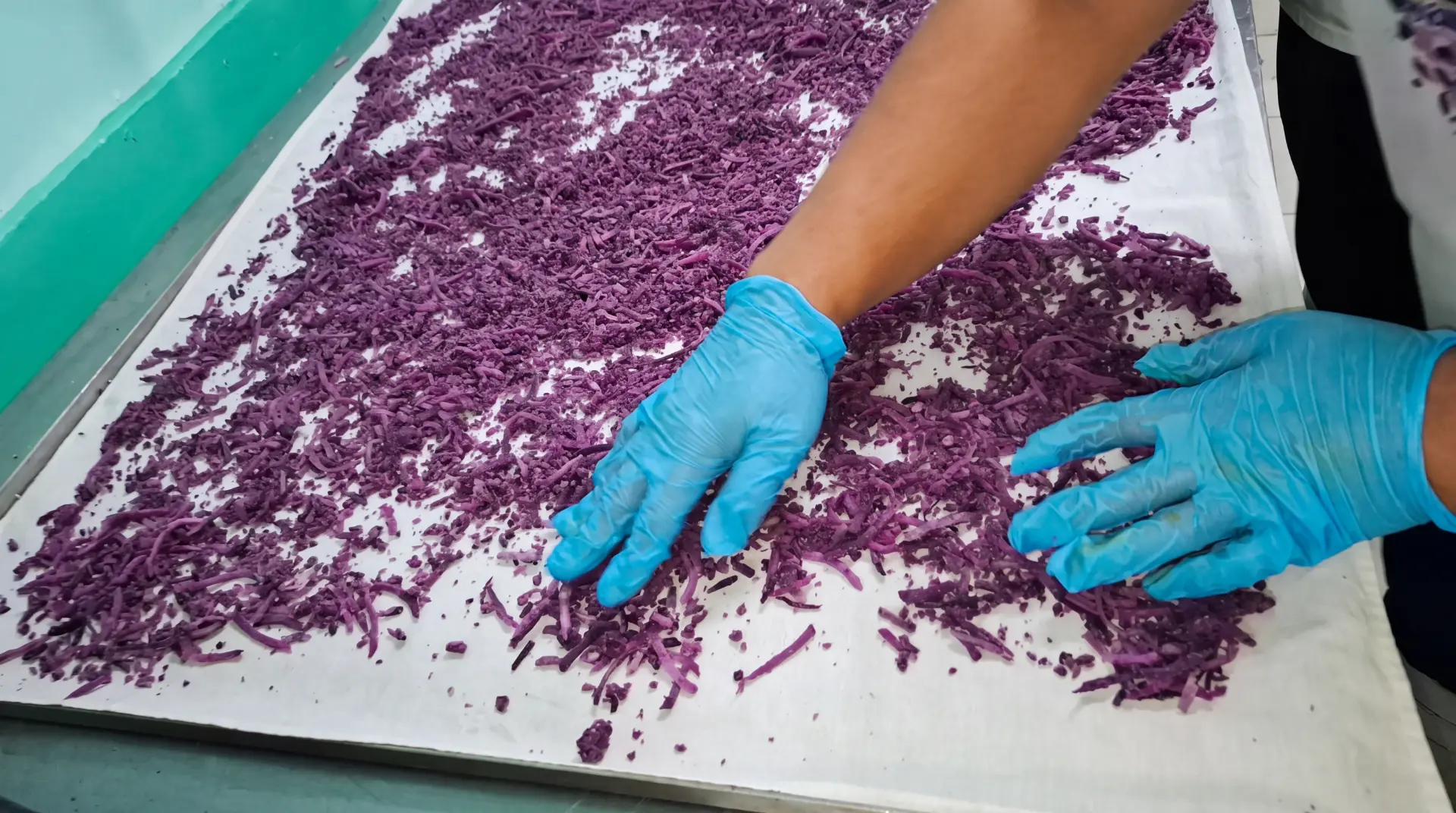 Freshly grated Philippine ube being spread on a drying tray before processing