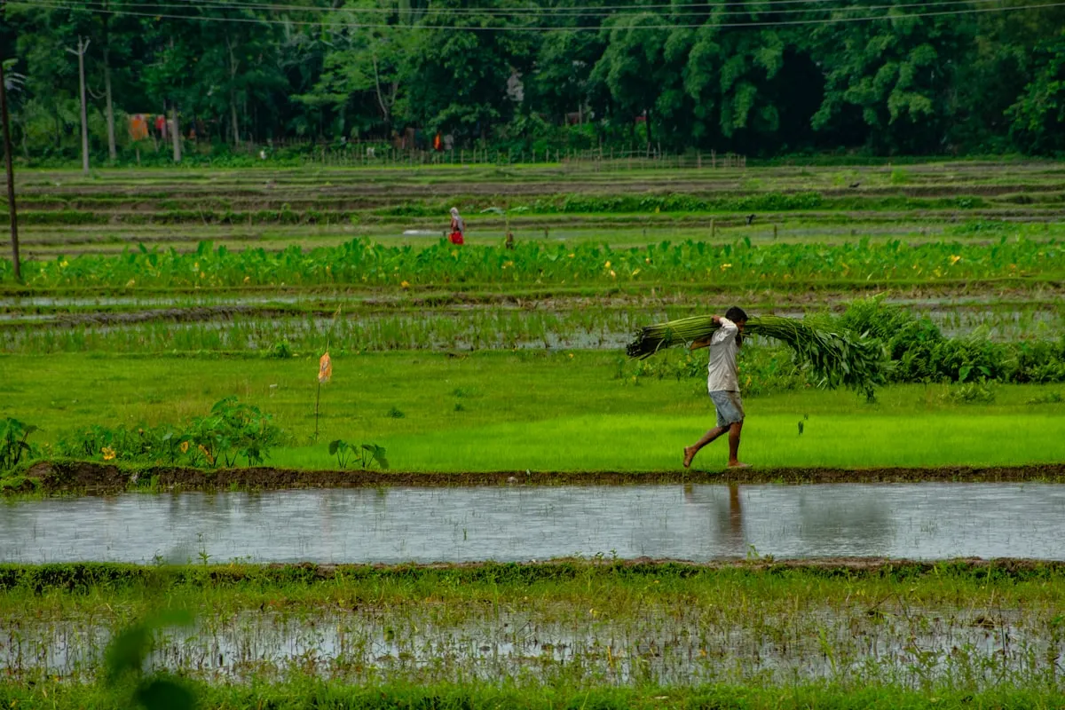 Filipino ube farmer working in a field, the starting point of the Philippine ube supply chain