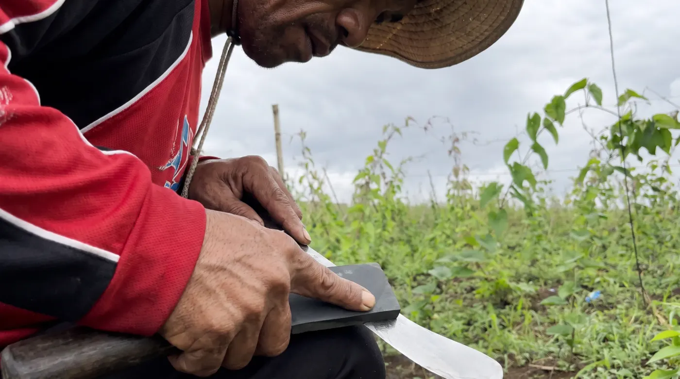 A farmer in a straw hat sharpening a bolo on a whetstone beside rows of young ube vines climbing trellis lines