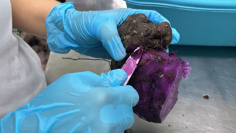 Hands in gloves peeling a fresh Philippine ube root, revealing its vibrant purple interior