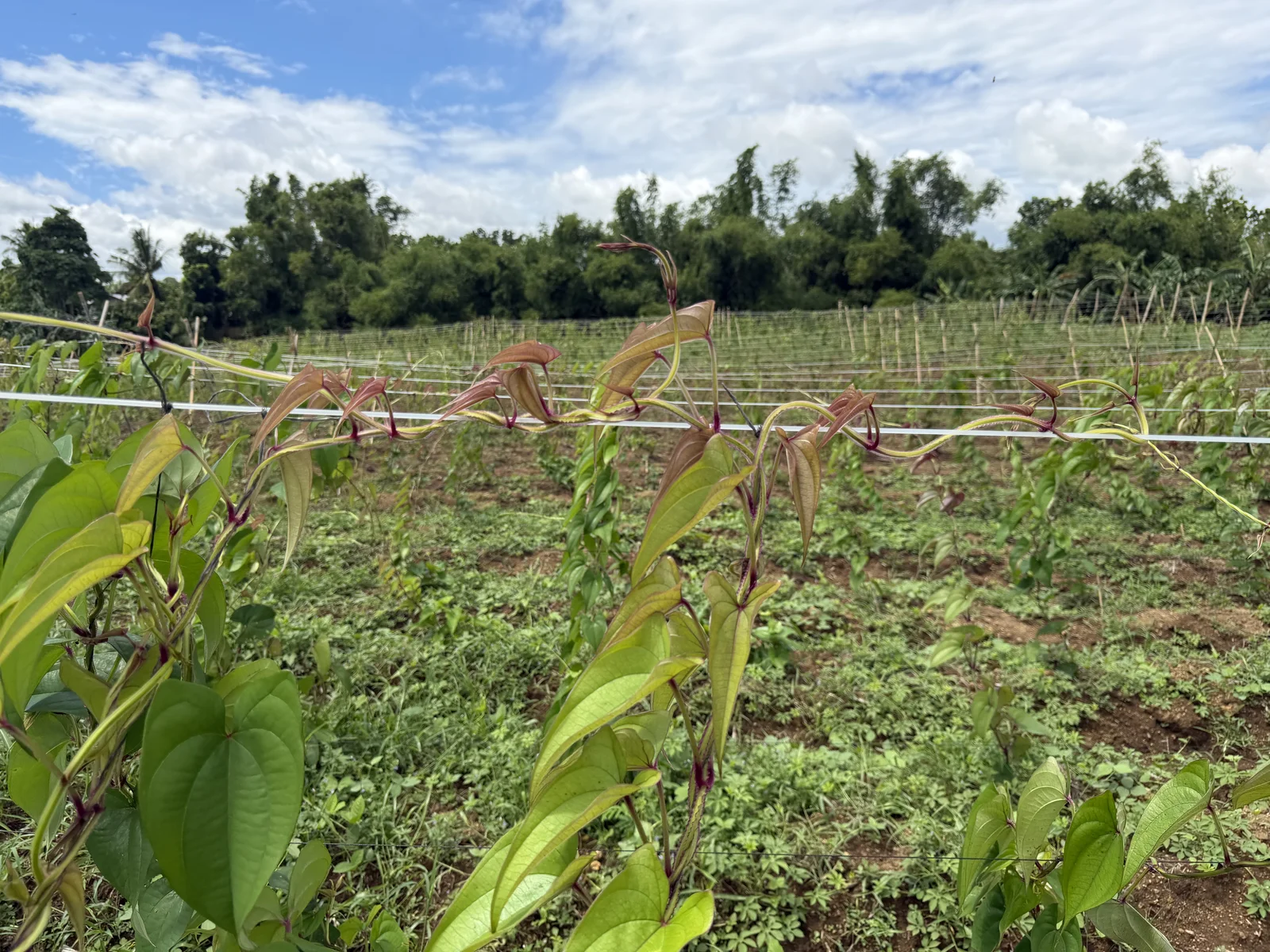 Ube vines on a trellis at a Philippine ube farm