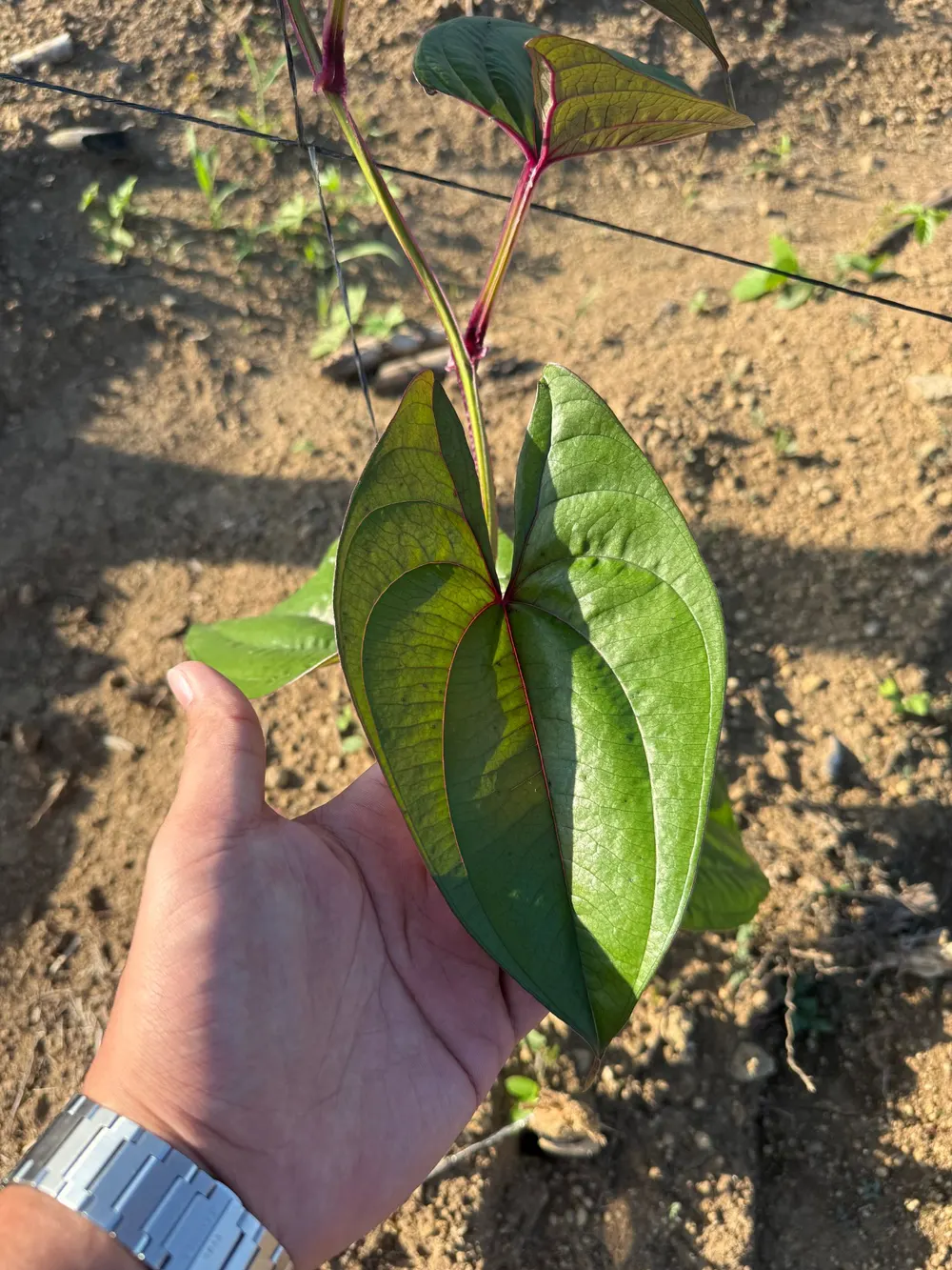 A young ube vine leaf held in an open hand, heart-shaped with red-purple veins, the vine trained up a trellis line over bare soil